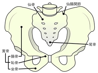 骨盤ってどんなつくりになっているの？どんな役割してるの？